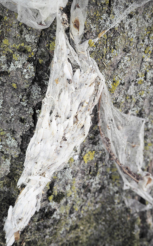 鸟-樱桃貂蛾(Yponomeuta evonymella)